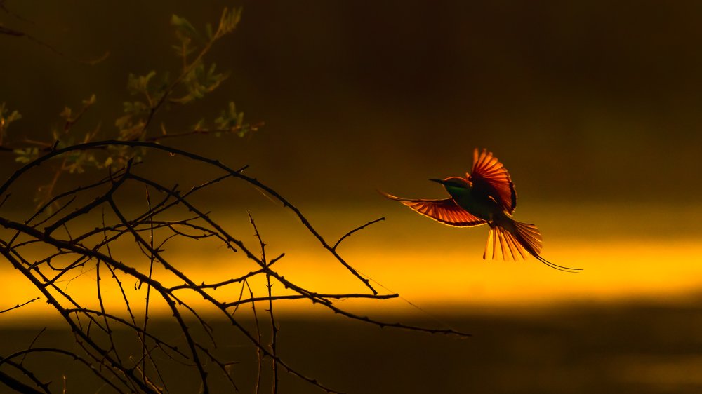 Photograph by Marvel Andrews