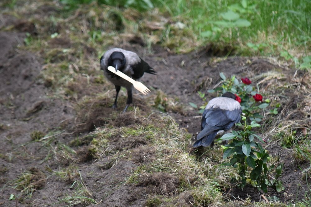 Photograph by Инна Сенкевич