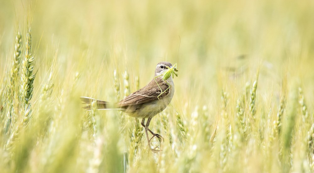 Photograph by Avram Marian