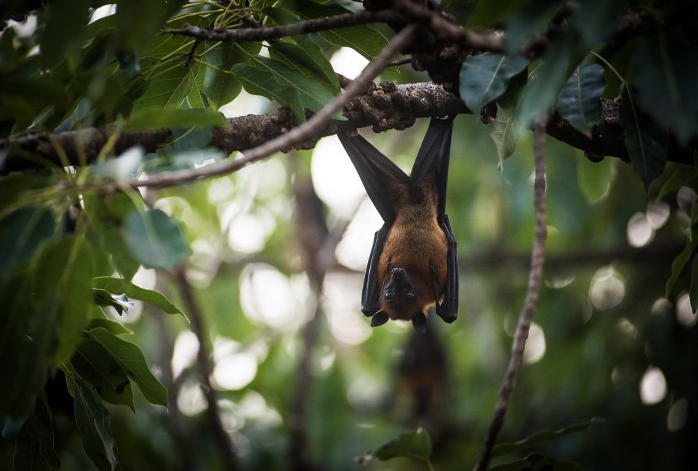 Летучая лисица (калонг).