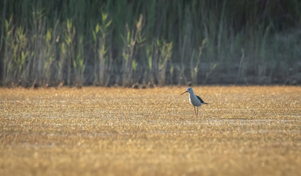Photograph by Avram Marian