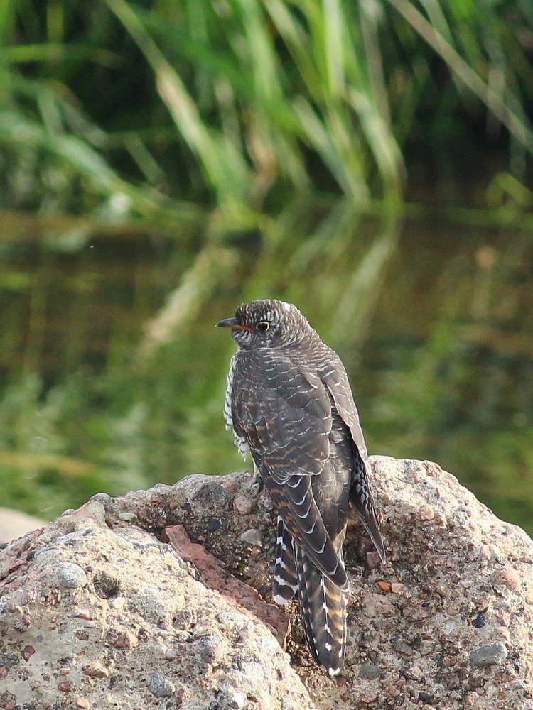 Cuculus canorus