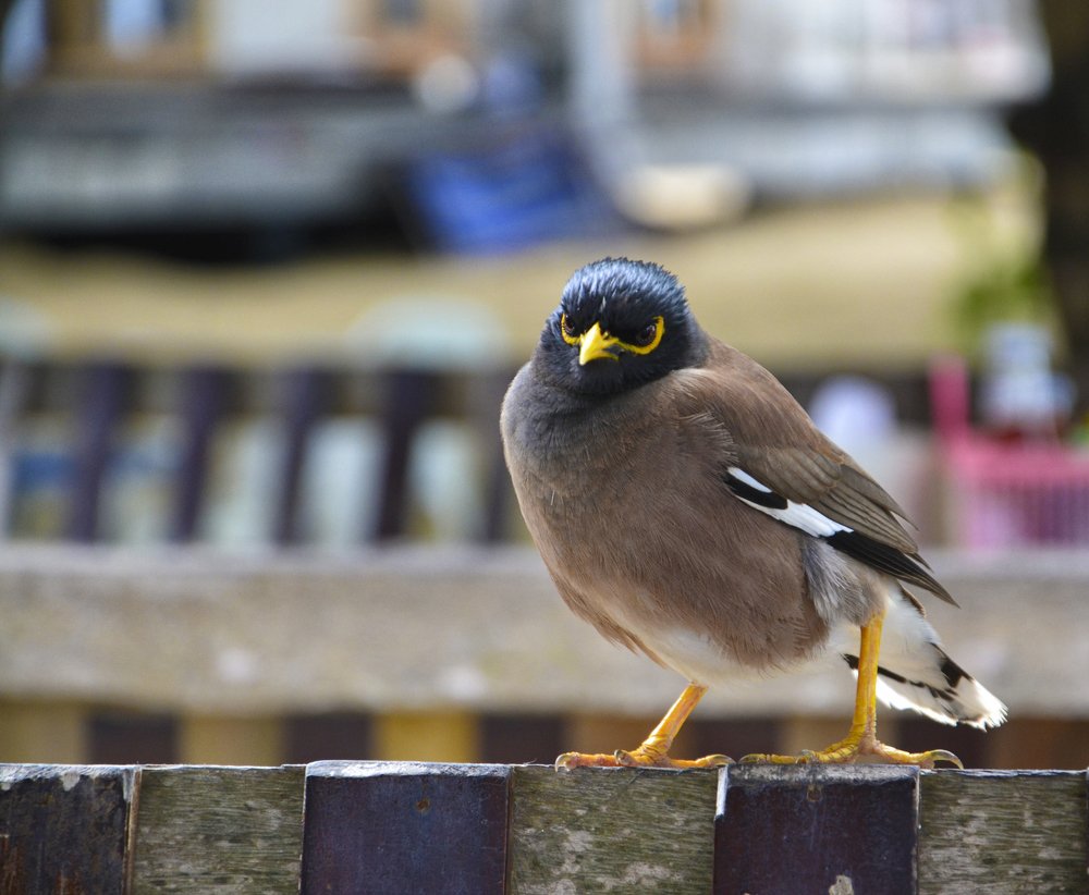 Photograph by Михаил Kolesnik