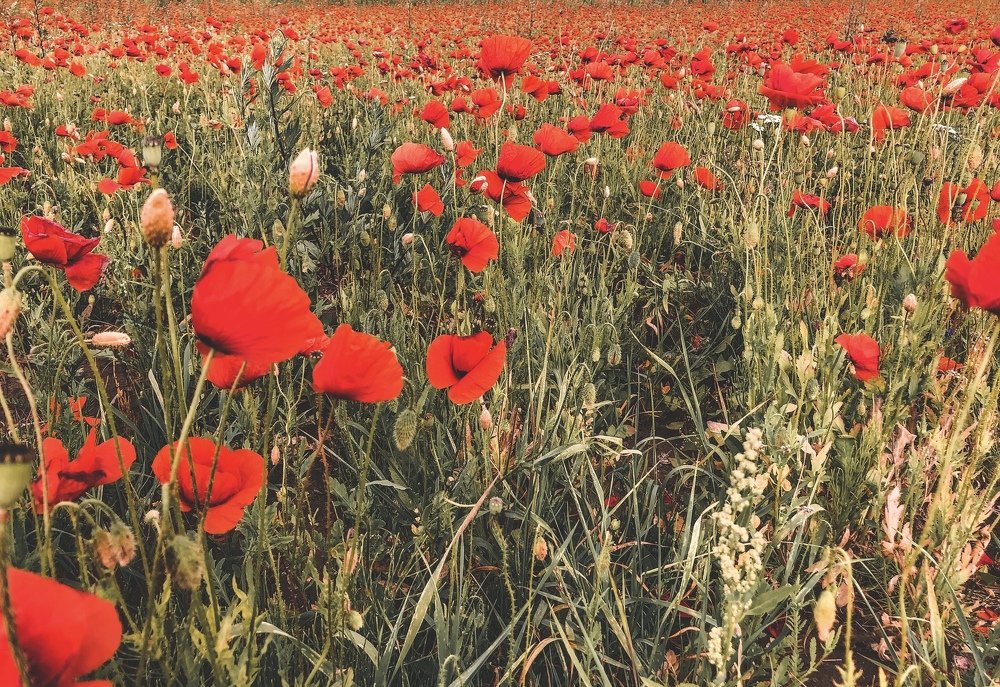 Photograph by Алена Воронова