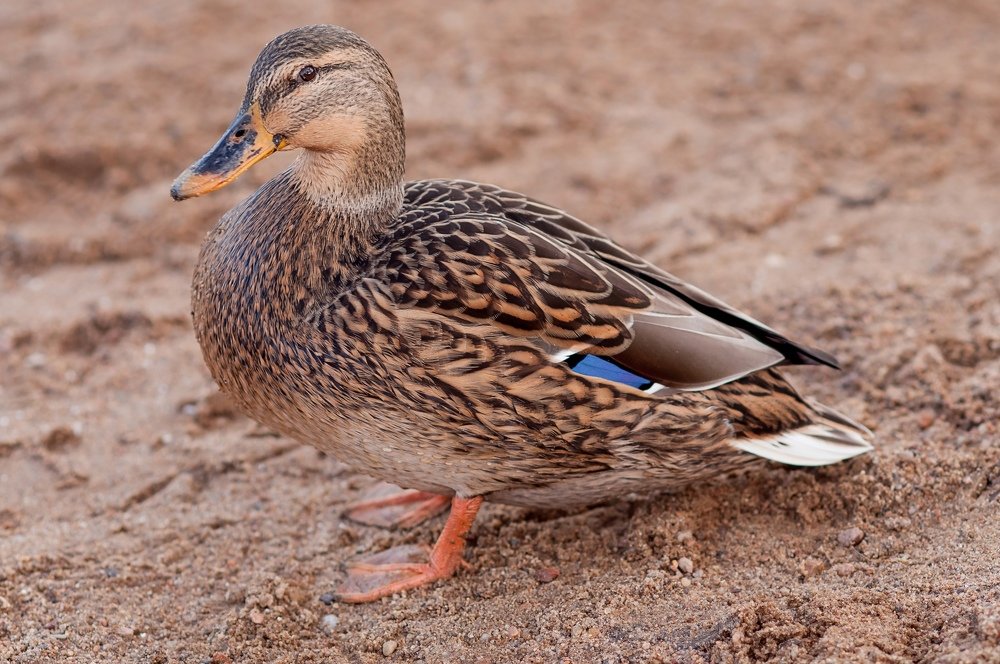 Фотография автора Александр Сенчуров