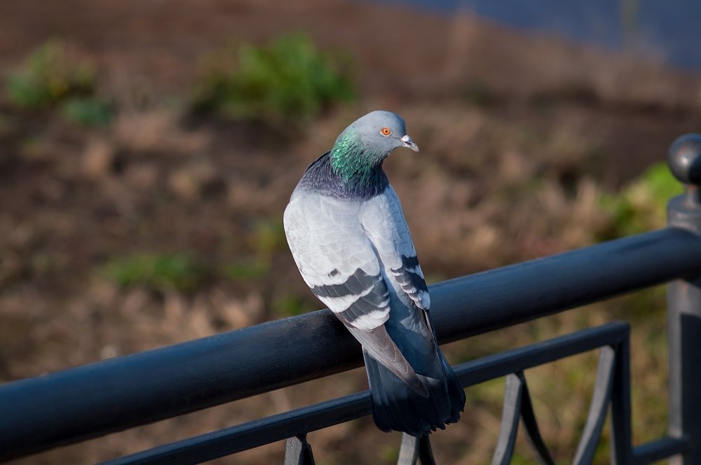 Фотография автора Александр Сенчуров