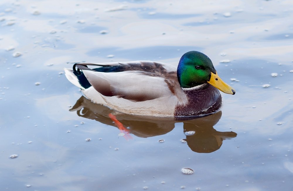 Фотография автора Александр Сенчуров