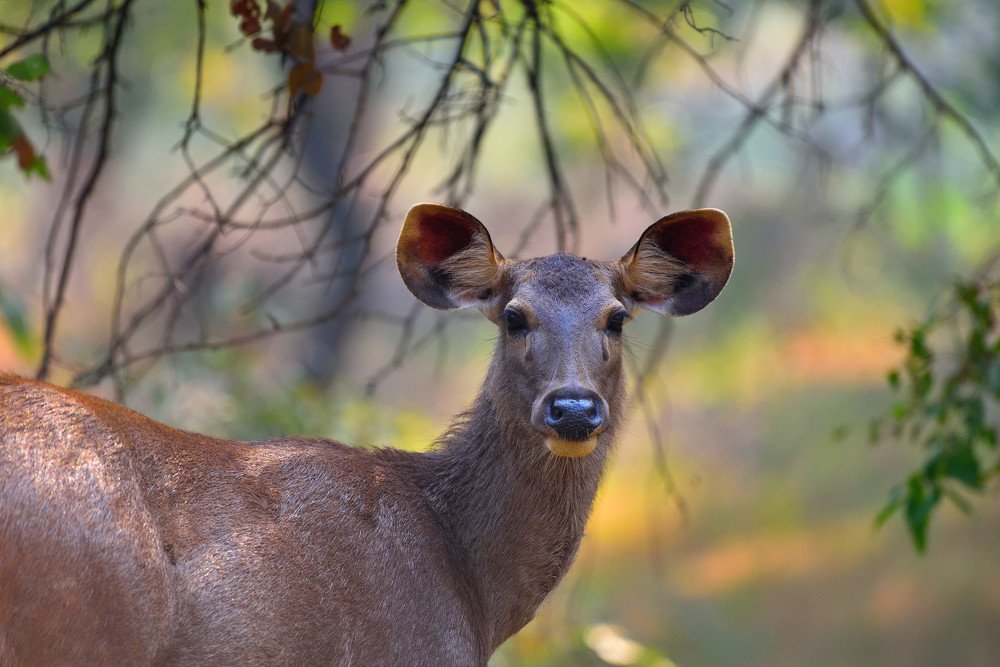 Photograph by Vijay Singh Chandel