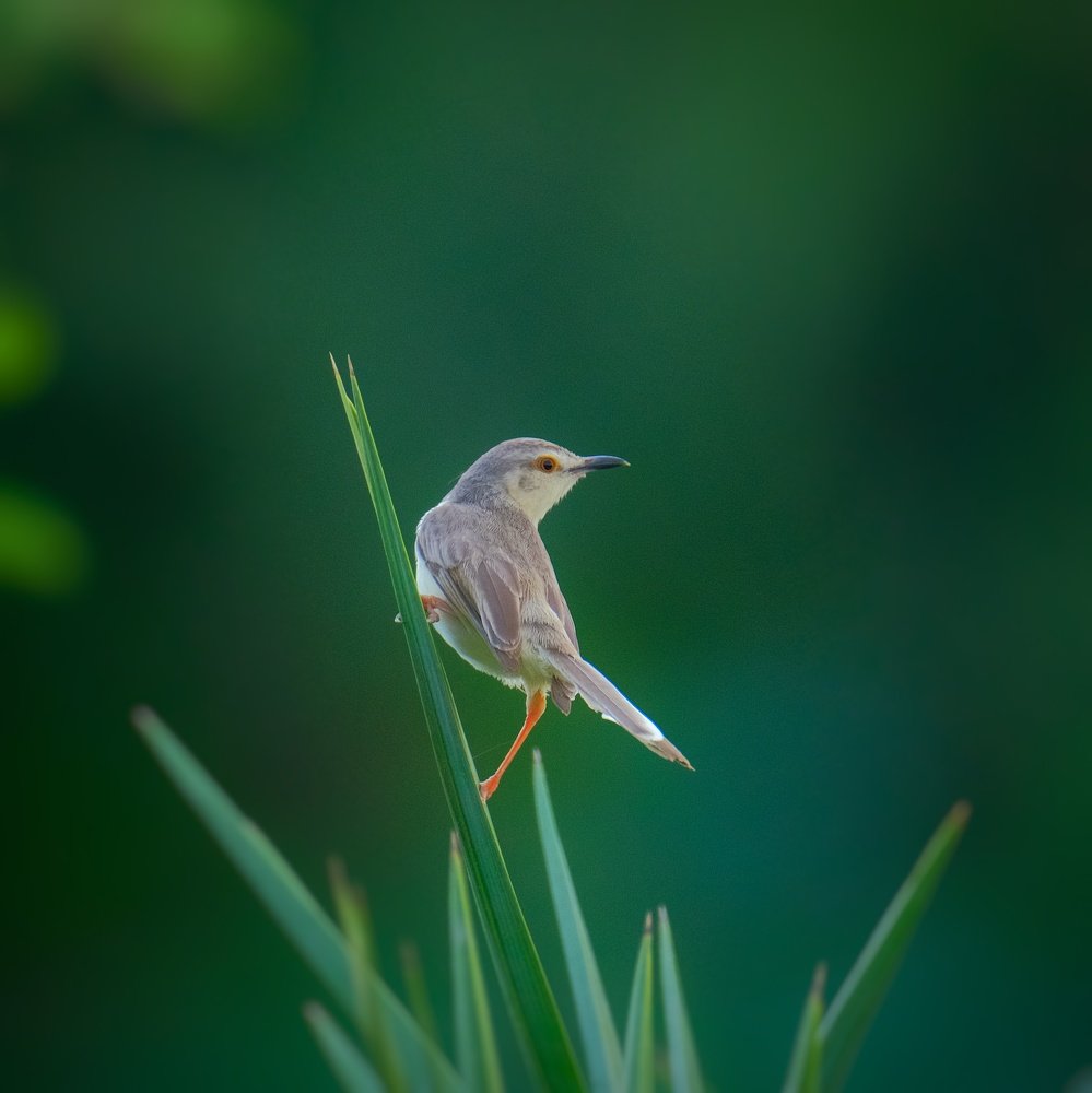 Photograph by Khalid Gurchani