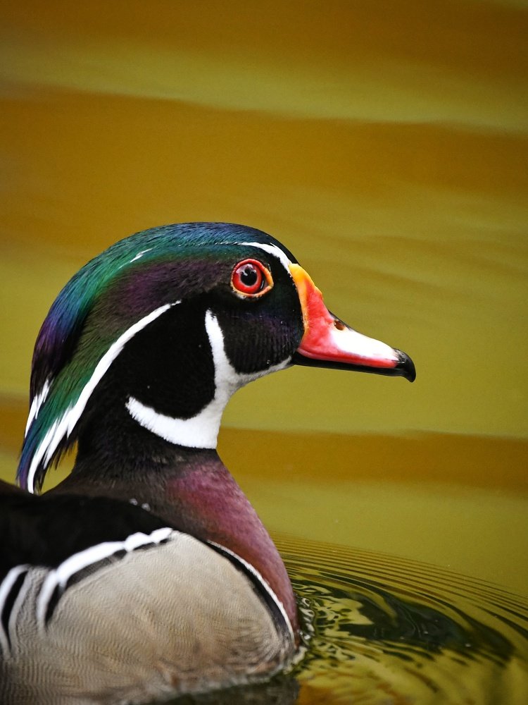 Photograph by SOUMYA KANTA GHOSH