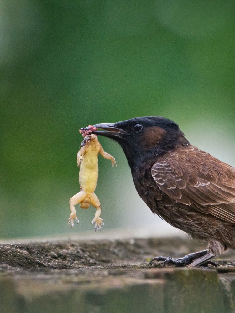Photograph by SOUMYA KANTA GHOSH