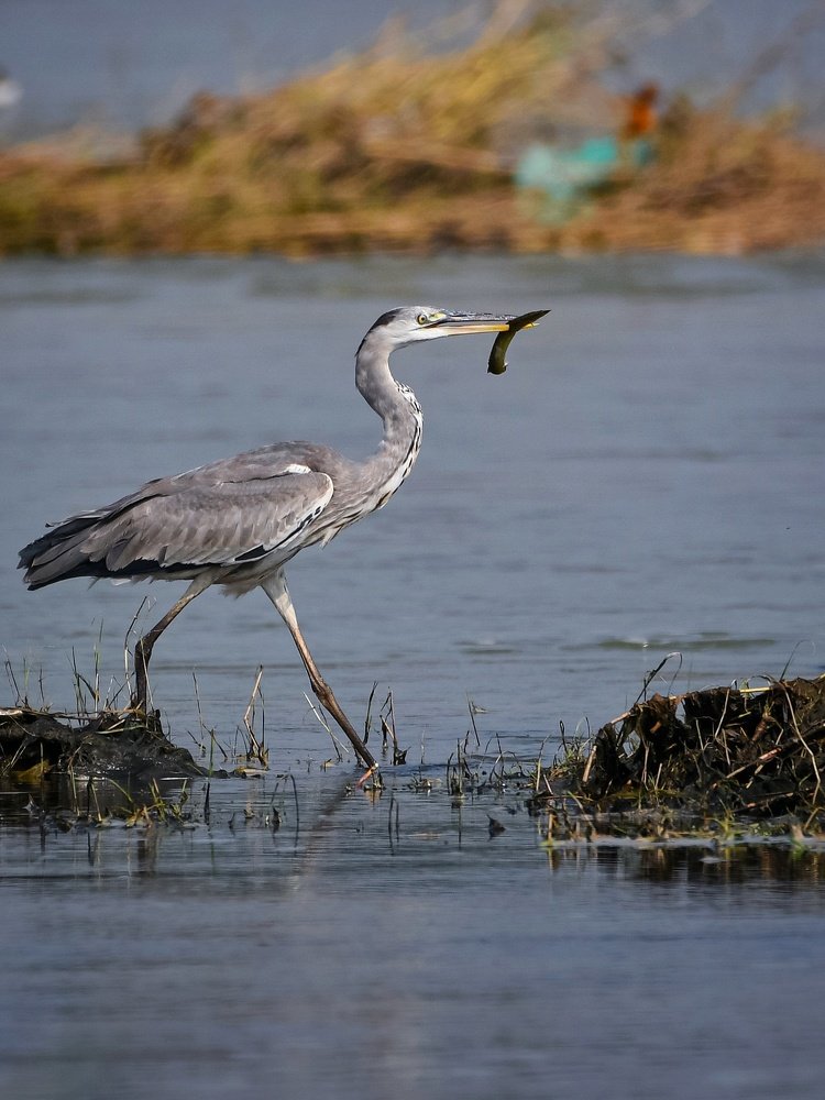 Photograph by SOUMYA KANTA GHOSH