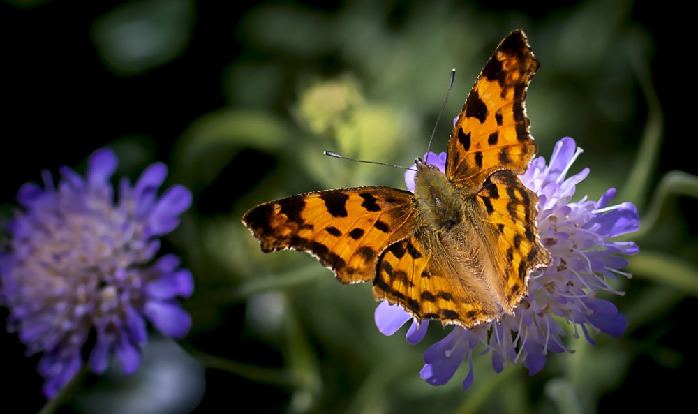 Нежность лета.