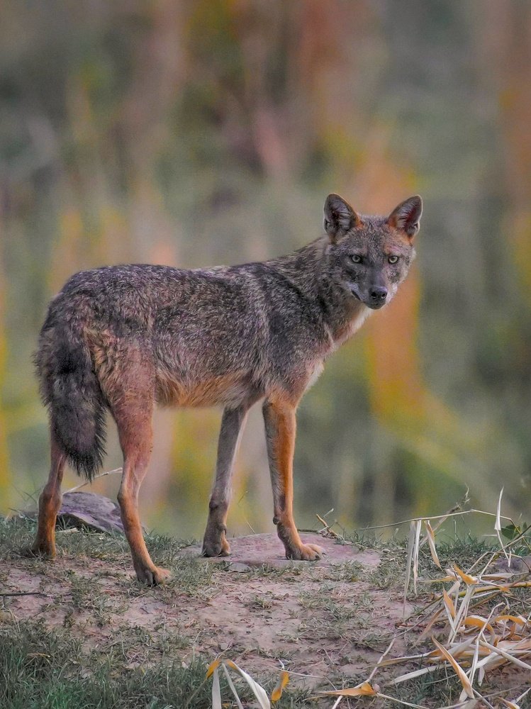 Photograph by SOUMYA KANTA GHOSH