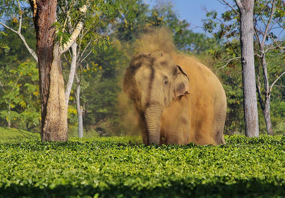 Photograph by Souvik Basu