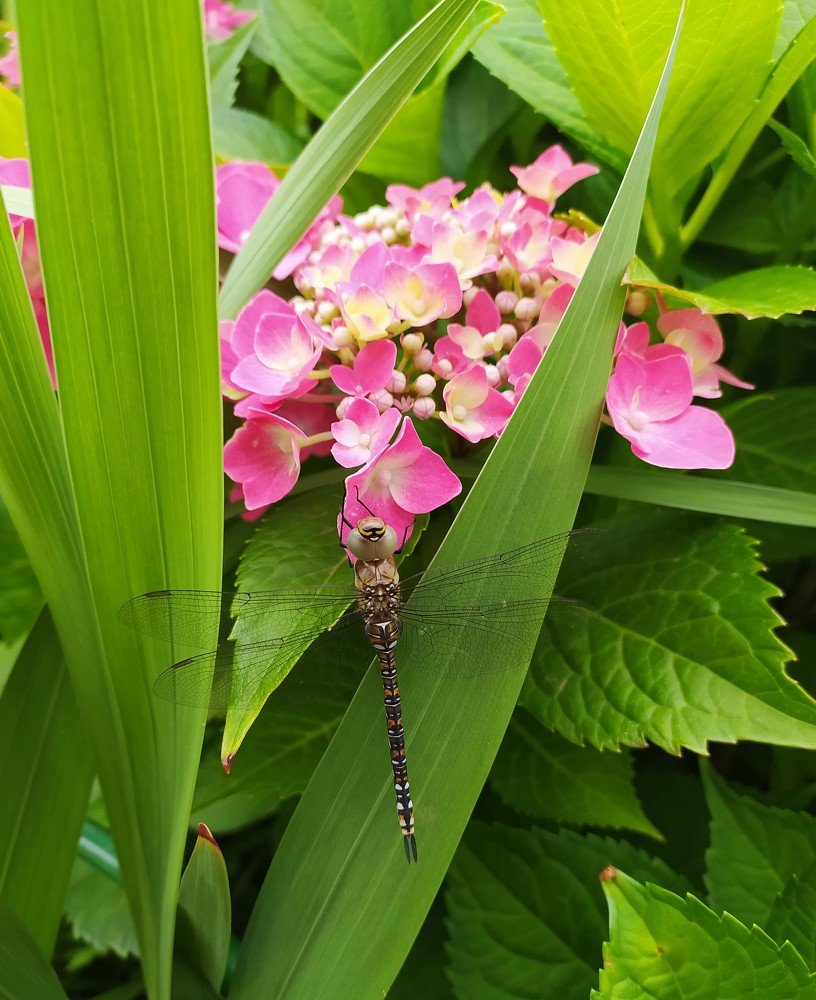 Фотография автора Елена Александрова