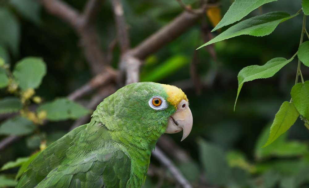 Lorito verde en colombia