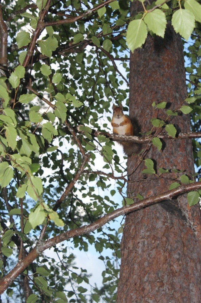 Photograph by Нина Гирнык