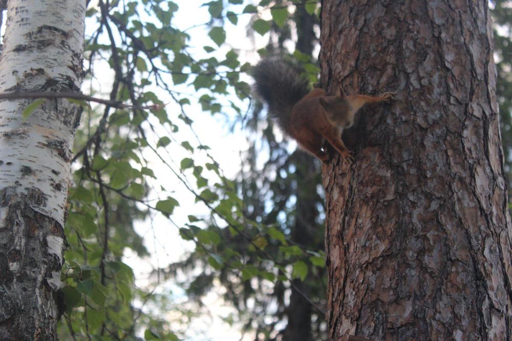 Photograph by Нина Гирнык