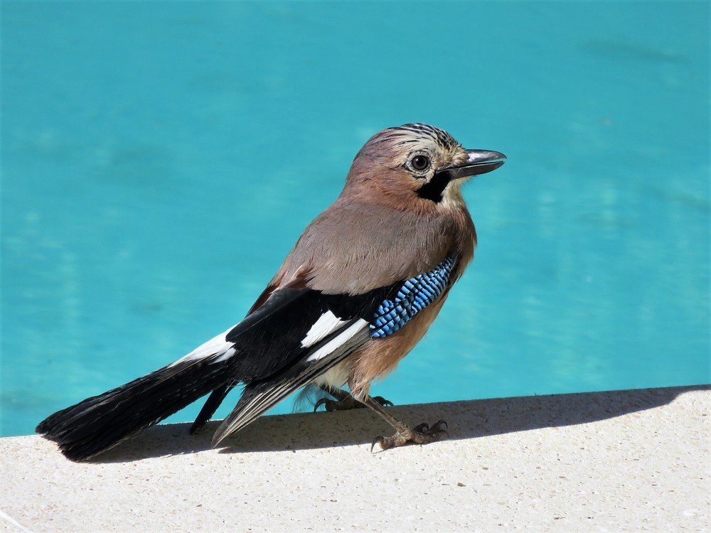 Photograph by Isabel Moreira