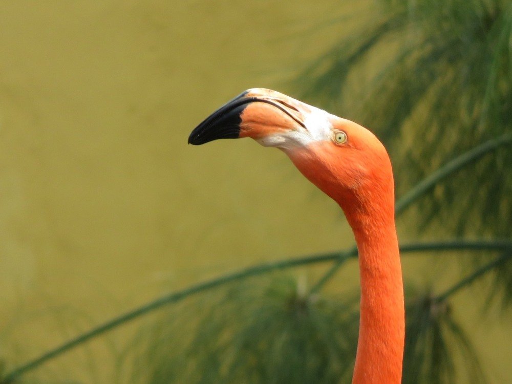 Pink flamingo (head)