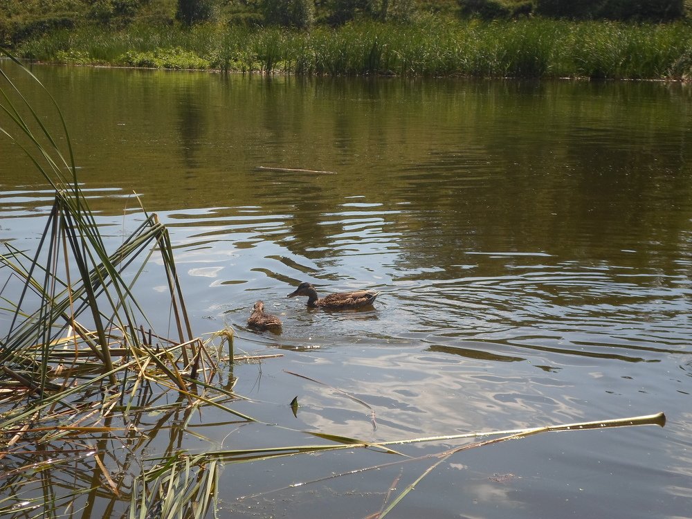 Photograph by Лида