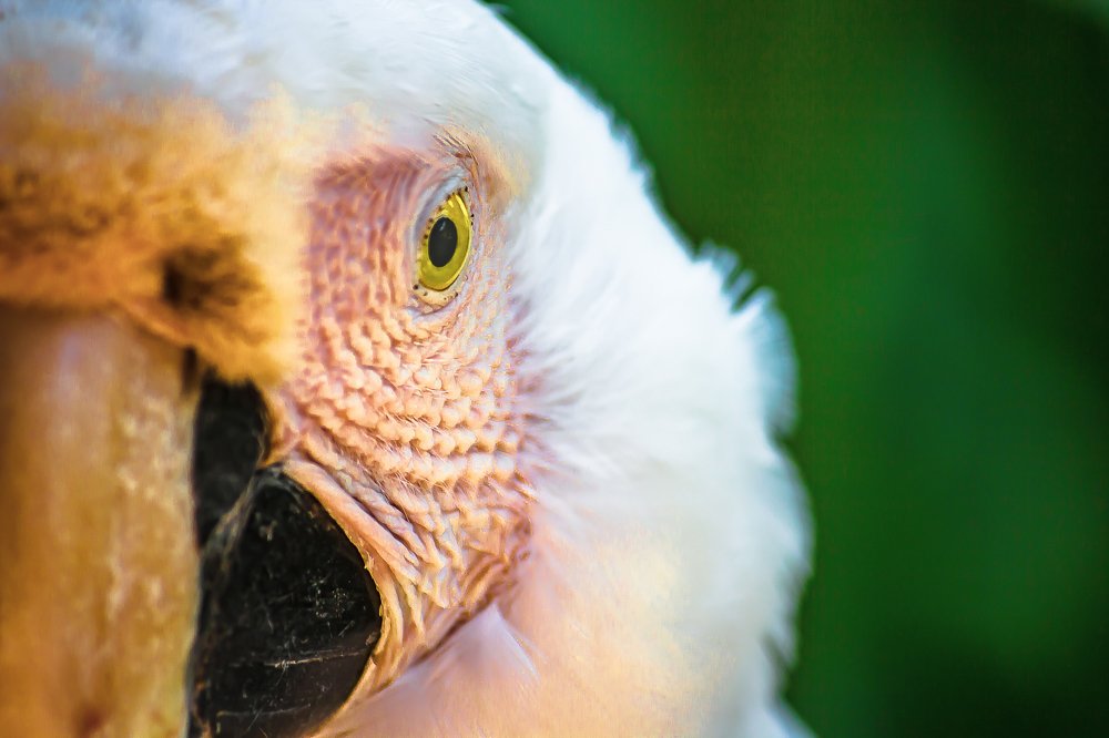 The look of the Parrot