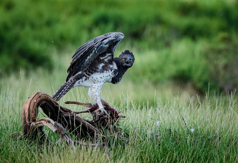 Фотография автора Ravikumar Kannaiyan