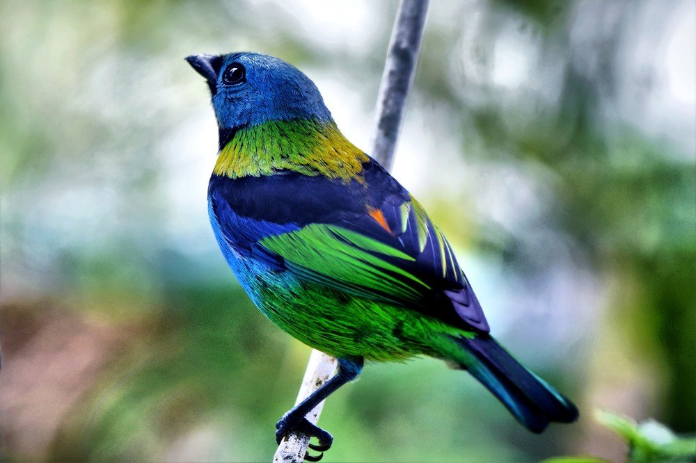 Saíra de sete cores