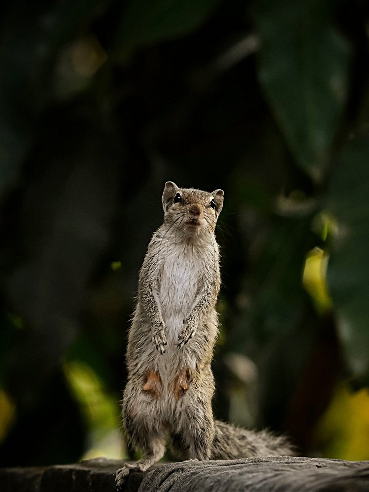Photograph by Sukanta Ghosh