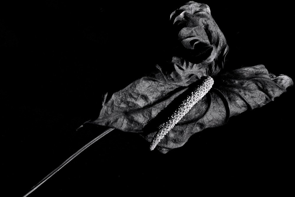 Photograph by Germán Garibay