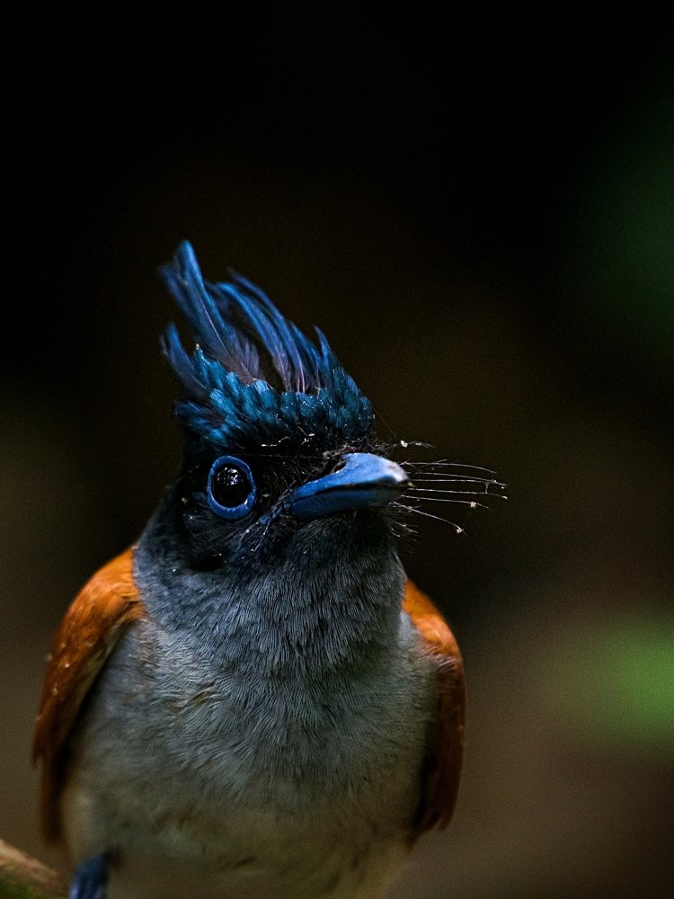 Photograph by Sukanta Ghosh