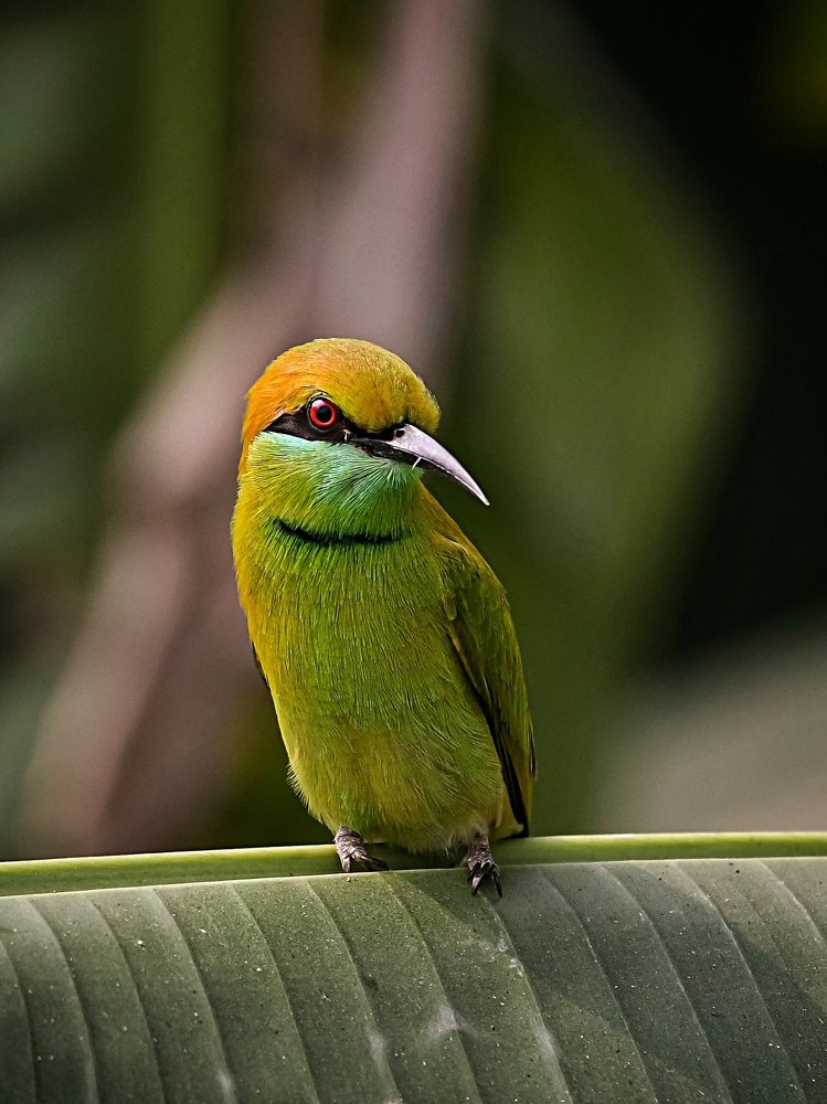 Photograph by Sukanta Ghosh