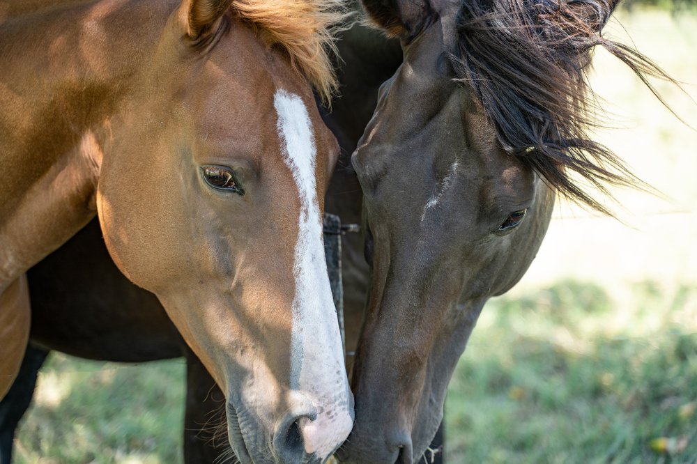 Photograph by Guillermo Bernaldo de Quiros