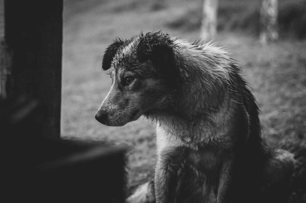 Manchas cuidando los alrededores