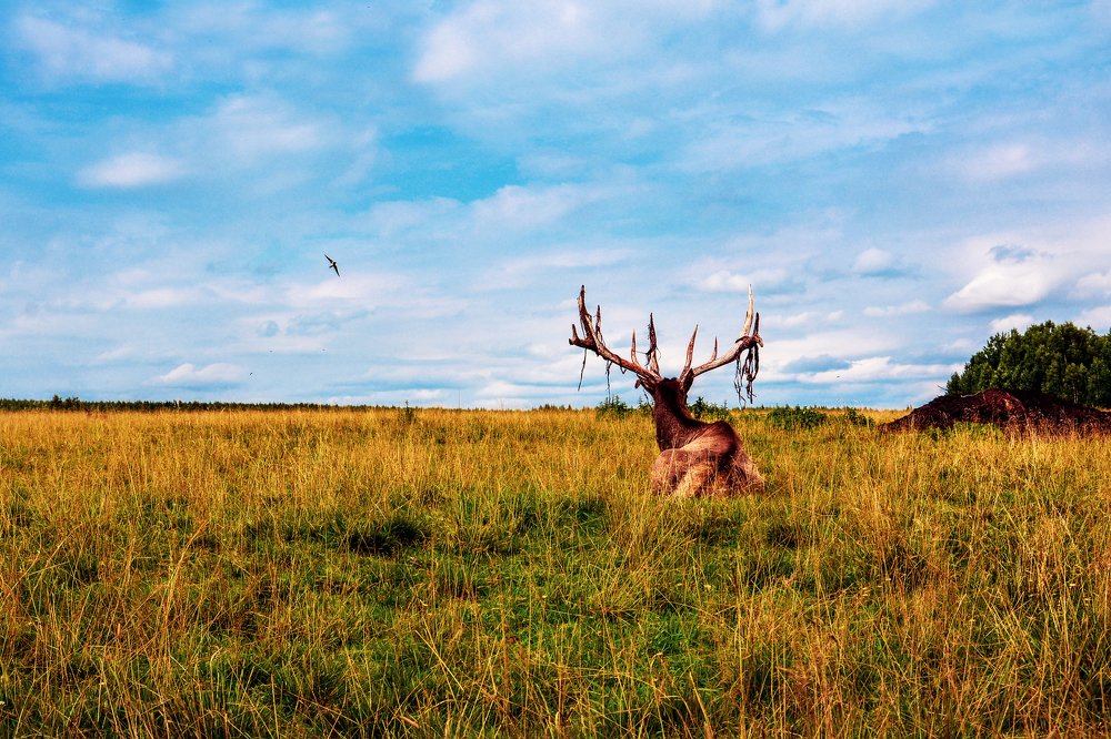Photograph by Светлана Перминова