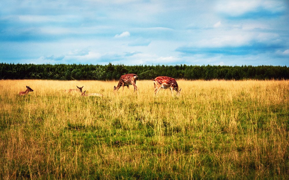 Photograph by Светлана Перминова