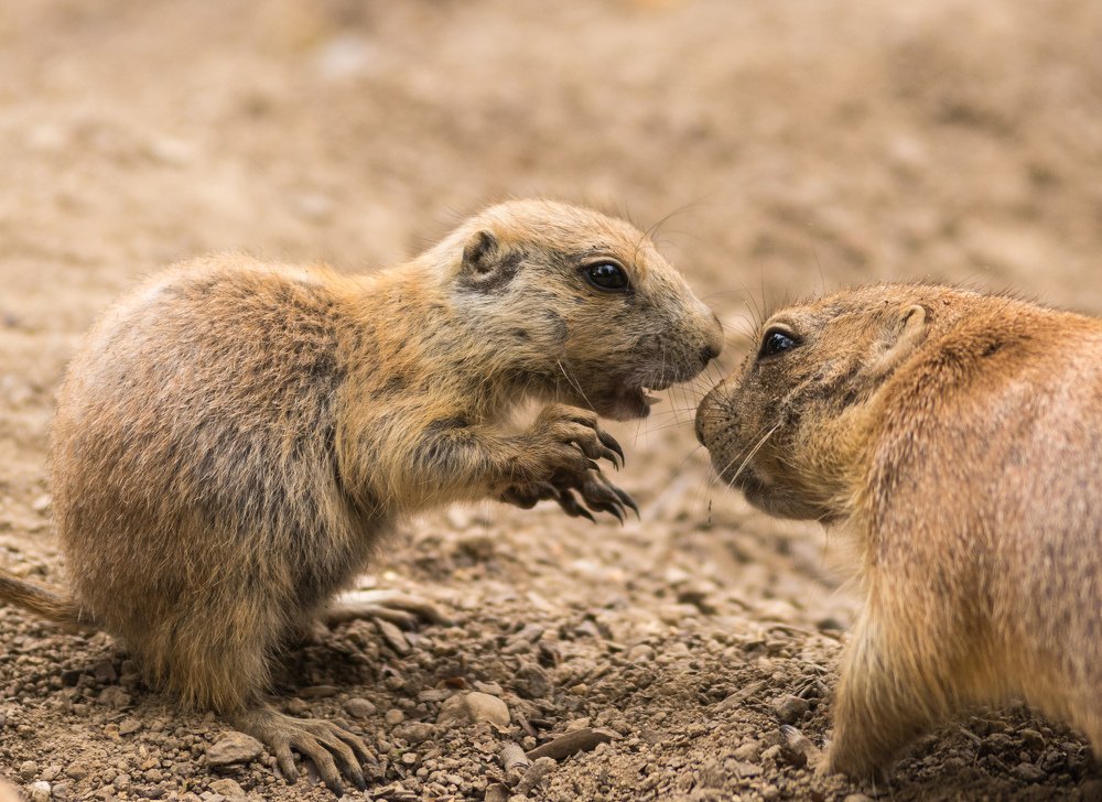 Выяснение отношений между земляными белками.
