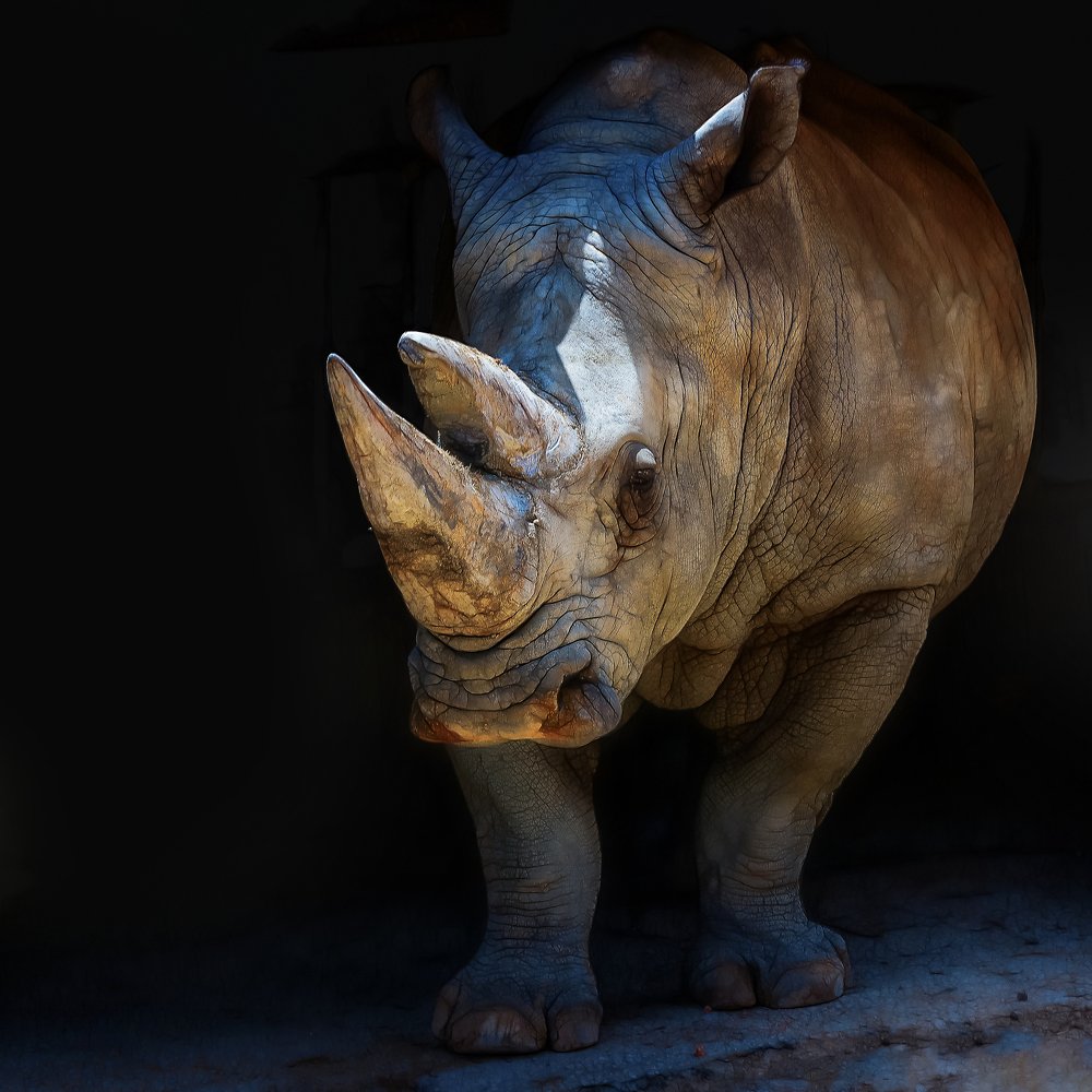 Photograph by David Lerer