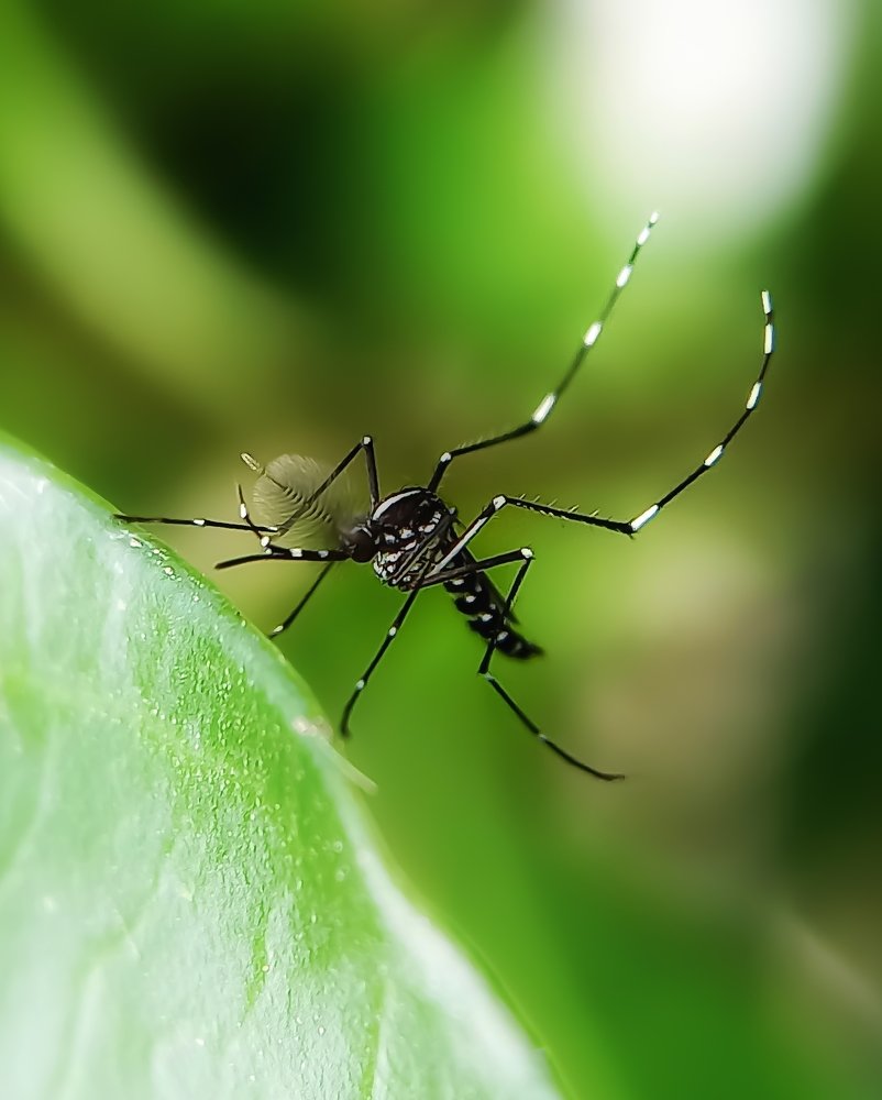 Tiger mosquito