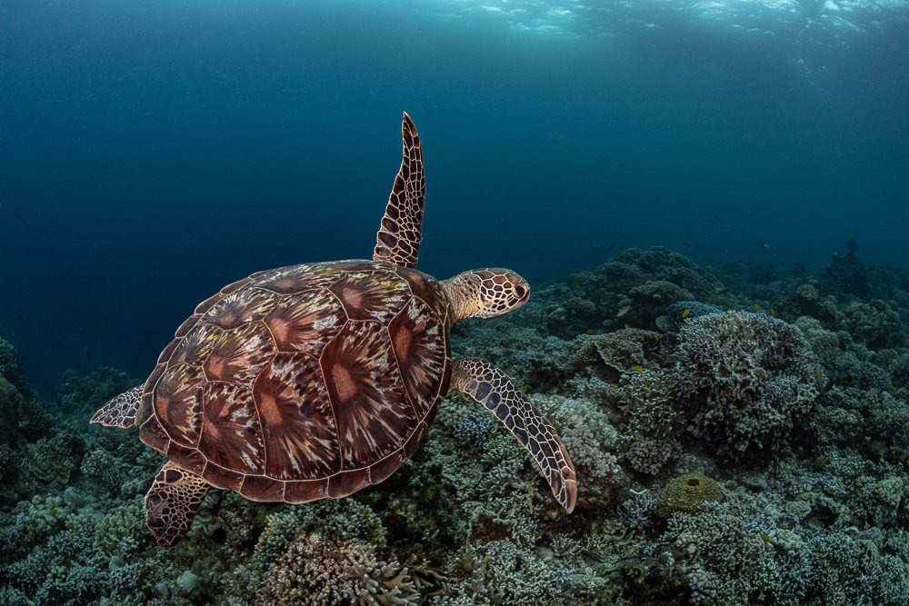 Photograph by Андрей Савин