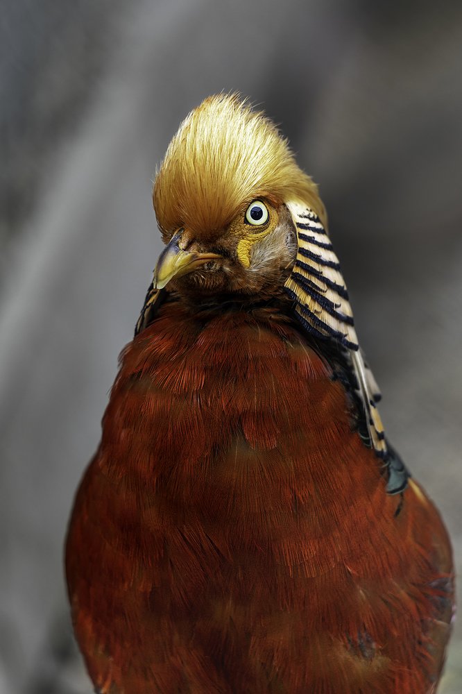 Золотой Фазан