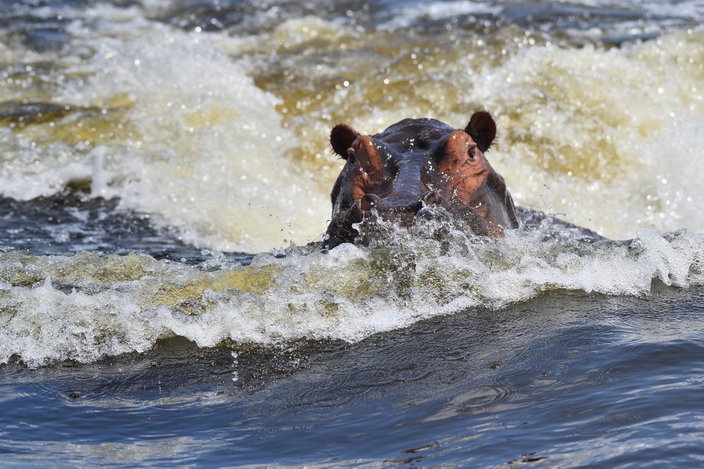 Hippo attack