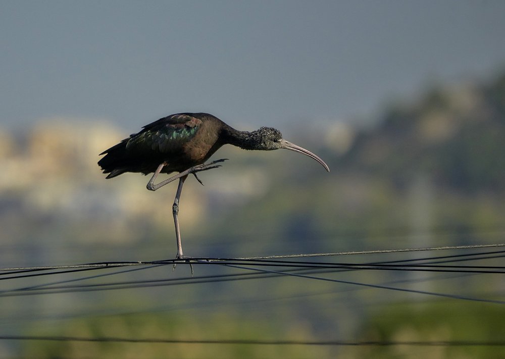 Photograph by Boris Bekelman