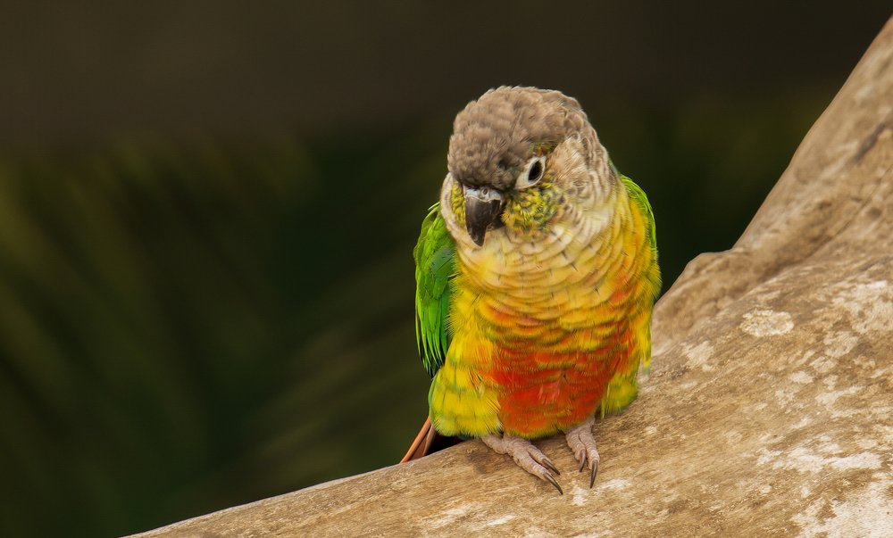 Photograph by Сергей Тригуб