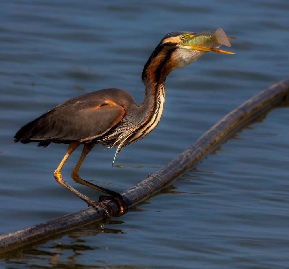 Photograph by Boris Bekelman