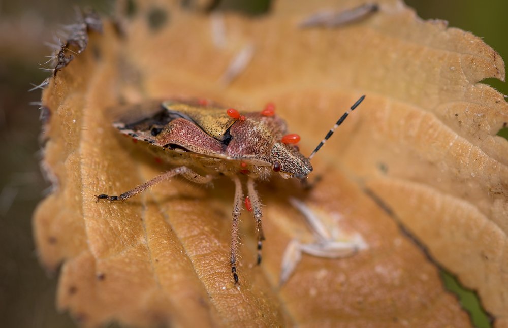 Photograph by Сергей Тригуб