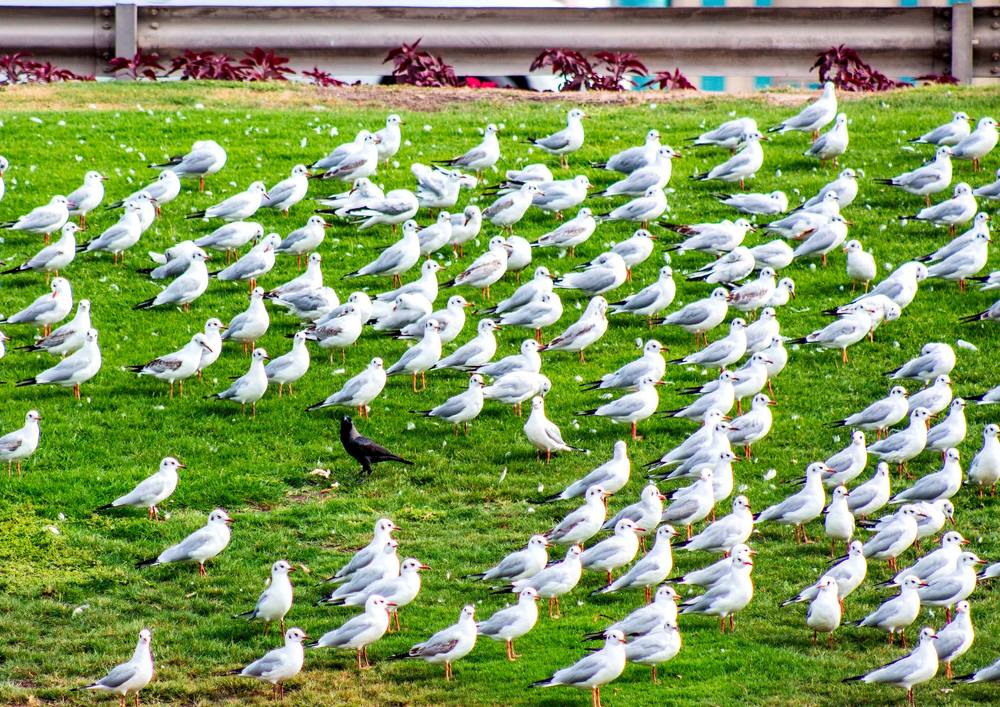 Чужой среди своих