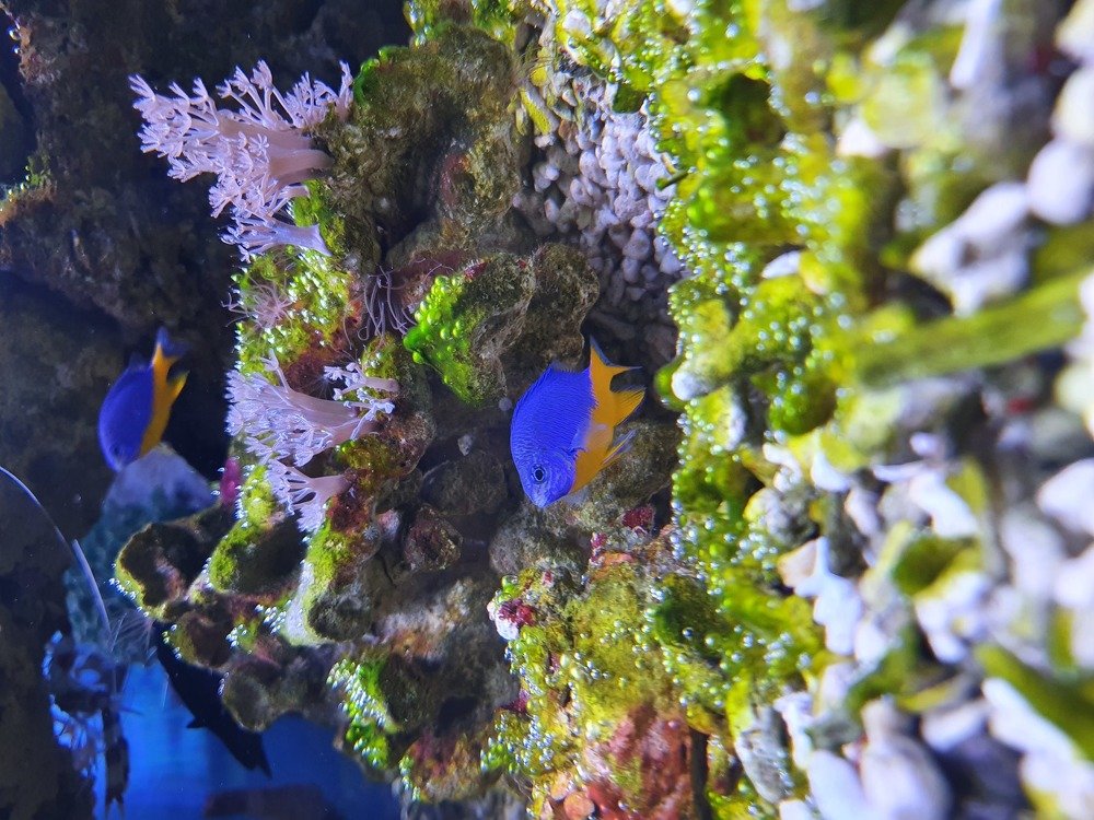 Чудо морское