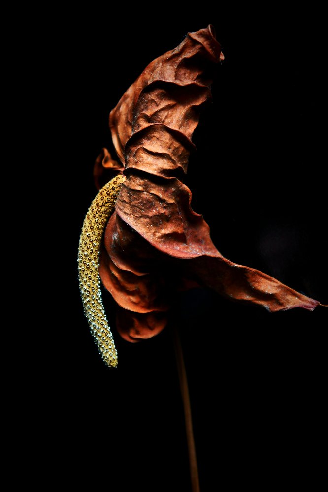 Photograph by Germán Garibay